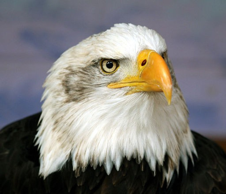 Bald eagle head.