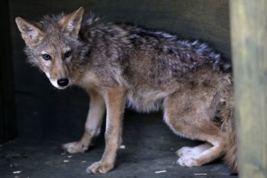 A coyote cloned by South Korean stem cell scientist Hwang and his team is pictured on a farm at a wildlife protection centre in Pyeongtaek