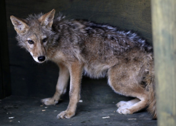 A coyote cloned by South Korean stem cell scientist Hwang and his team is pictured on a farm at a wildlife protection centre in Pyeongtaek