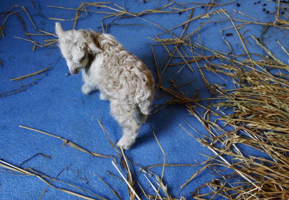 Noori, a cloned Pashmina goat walks inside enclosure at SKUAST in Shuhama
