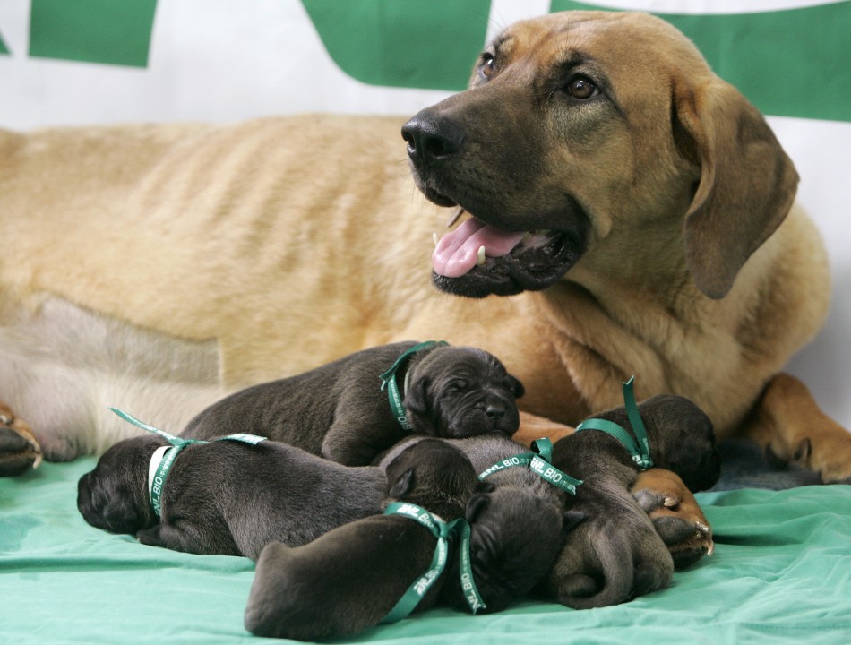 Five cloned puppies are seen with one of their surrogate mother dogs at the Seoul National University Hospital for Animals