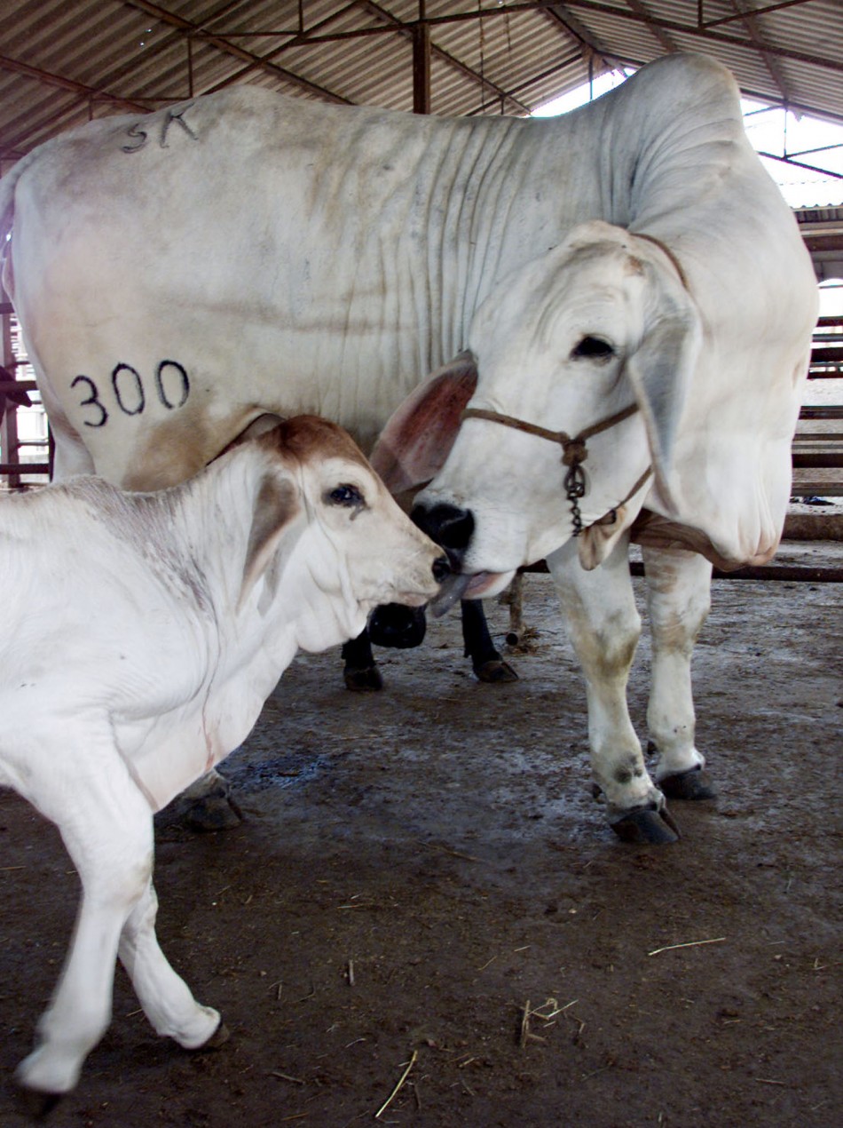 THE FIRST CLONED CALF IN THAILAND IS LICKED BY ITS FULLY GROWN GENETIC TWIN IN CHONBURI PROVINCE.