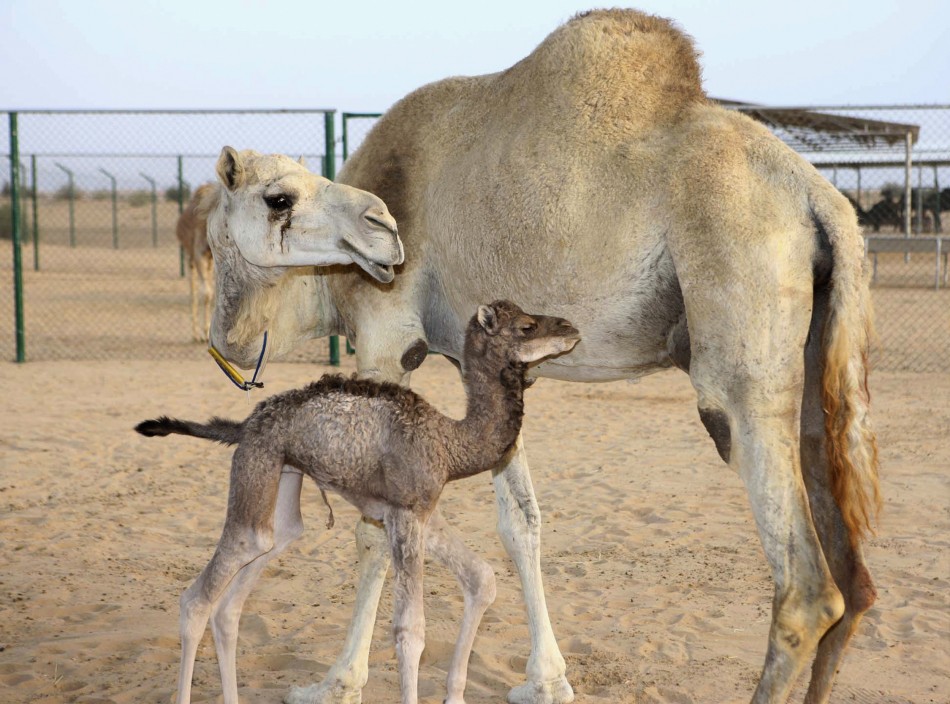 The worlds first cloned camel, Injaz front, is seen at the Camel Reproduction Centre in Dubai