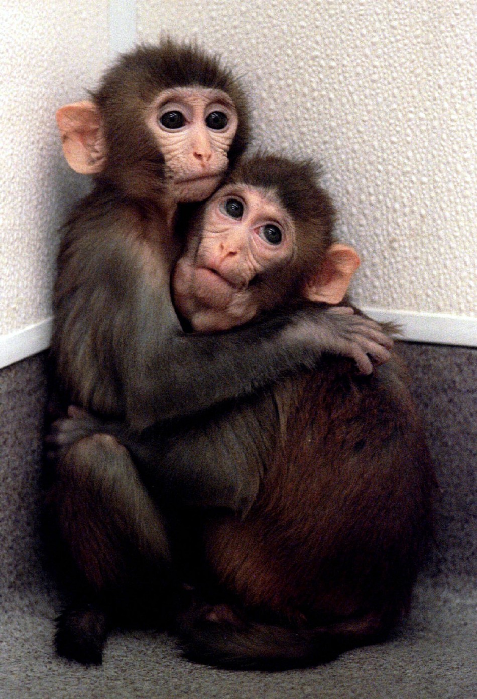Twin baby monkeys born from cloned embryos clutch each other at the Oregon Regional Primate Research..