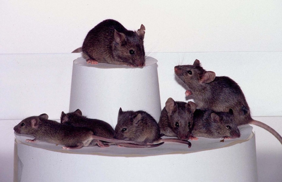 An international team said July 22 it had cloned not one mouse, but dozens, from adult mice. Ryuzo ..