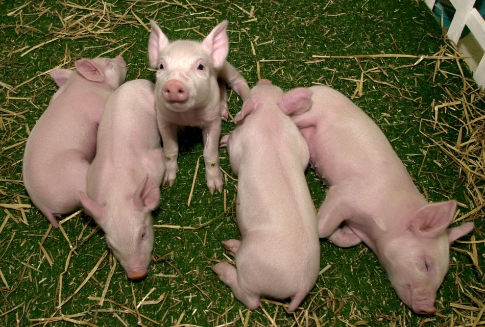 Five piglets, named Millie, Christa, Alexis, Carrel and Dotcom were cloned earlier this month at Virginia Tech University