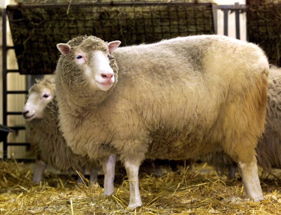 The worlds first clone of an adult animal, Dolly the sheep, bleats at photographers during a photocall at the Roslin Institute