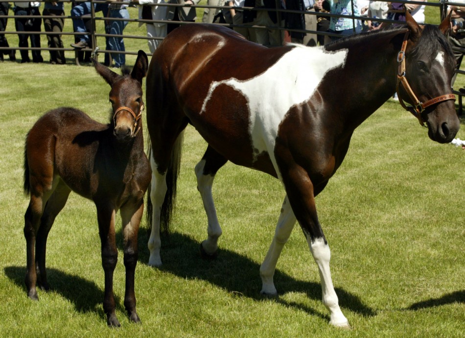 The first successful equine clone in the world