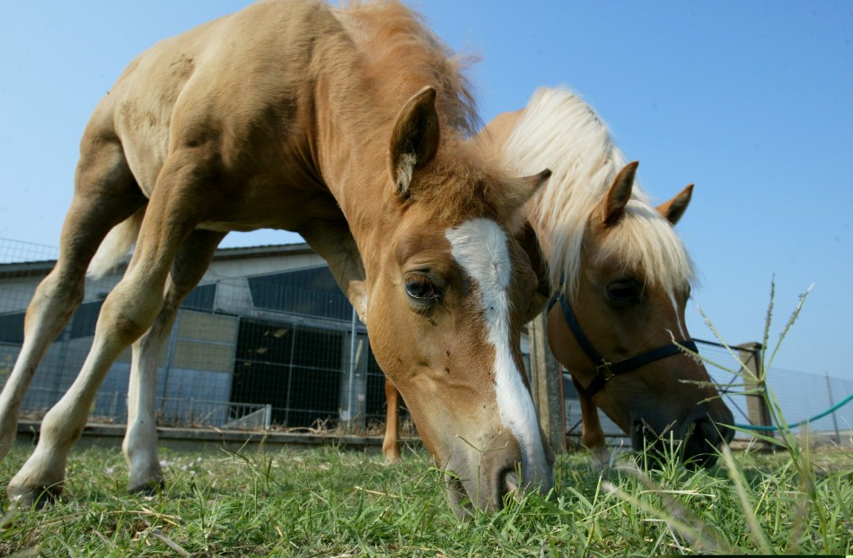 The first world cloned horse