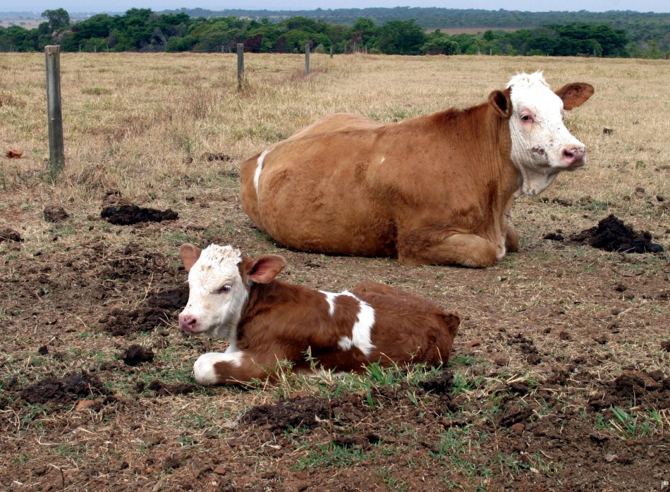 Gloria, the first baby cow of cloned cow Vitoria R, is seen on a government farm outside Brasilia