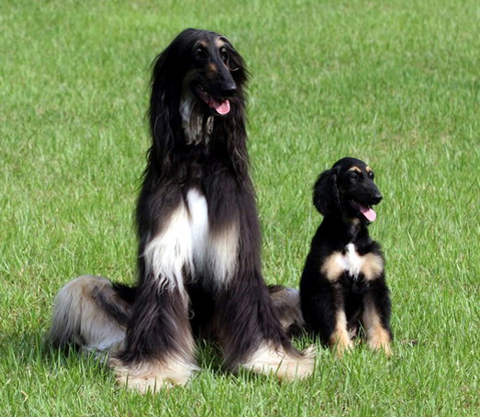 The first male dog cloned