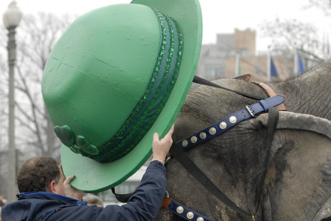 An elephant wears an Irish-themed hat on St. Patrick's Day during their parade to announce the arrival of the circus in Washington