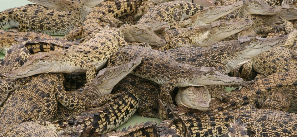 Crocodile Bite is Strongest among Any Living Animal: 5 Other Animals With  Strong Bites [PHOTOS]