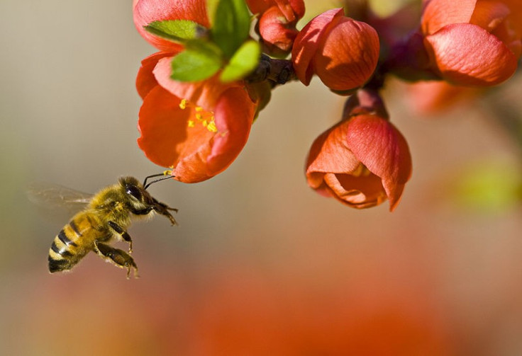 Pesticides Crashes Bee Hives Population