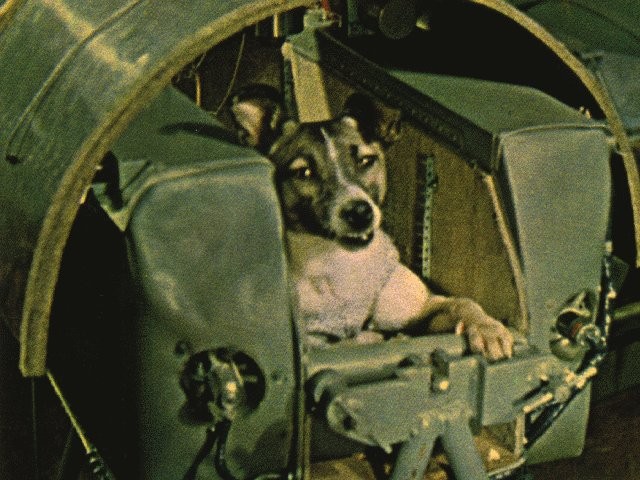 Dog In Space