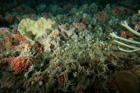 Brightly coloured coralline, bryozoans and sponges on ocean floor on Antarctic continental shelf