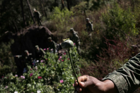 A soldier shows a poppy bulb used to make heroin.