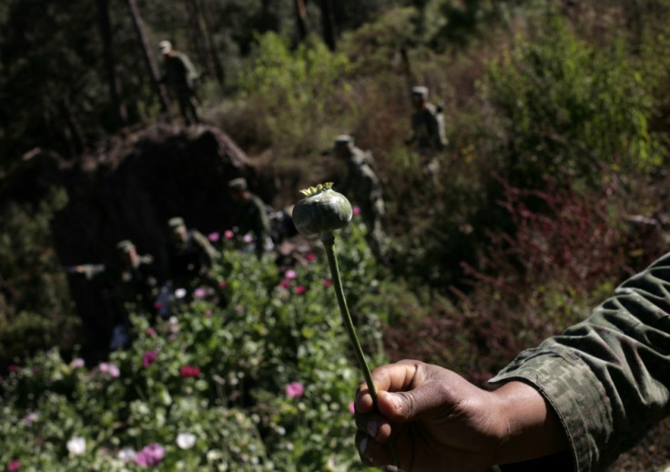 A soldier shows a poppy bulb used to make heroin.