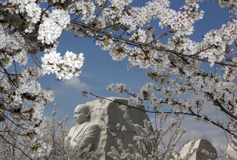 Cherry blossom flowers surround the Martin Luther King, Jr. National Memorial in Washington