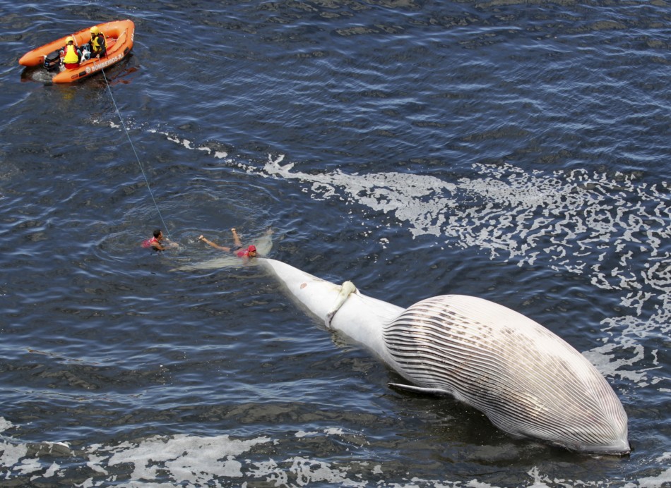 Dead Bryde's whale Dead Bryde's whale