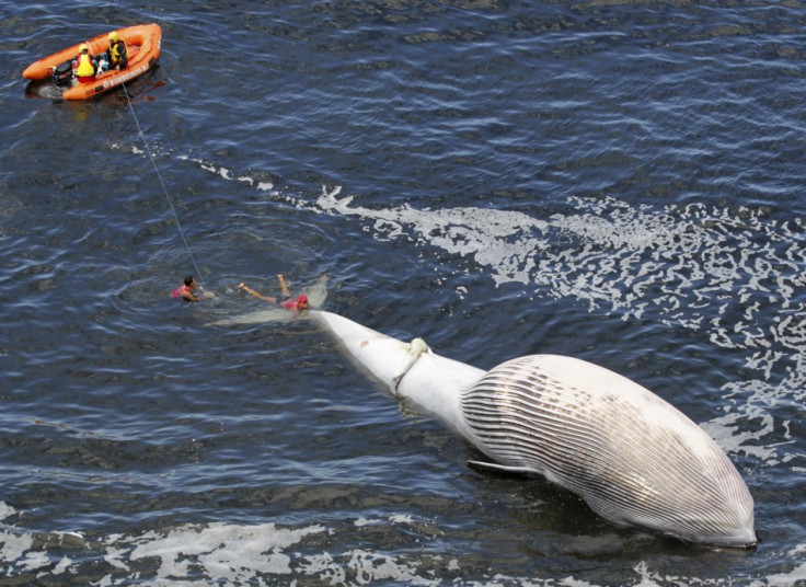 Dead Bryde's whale