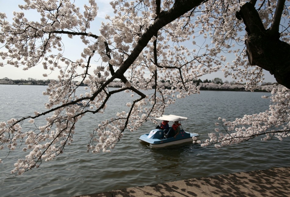 he cherry blossom trees in full bloom around the Tidal Basin in Washington