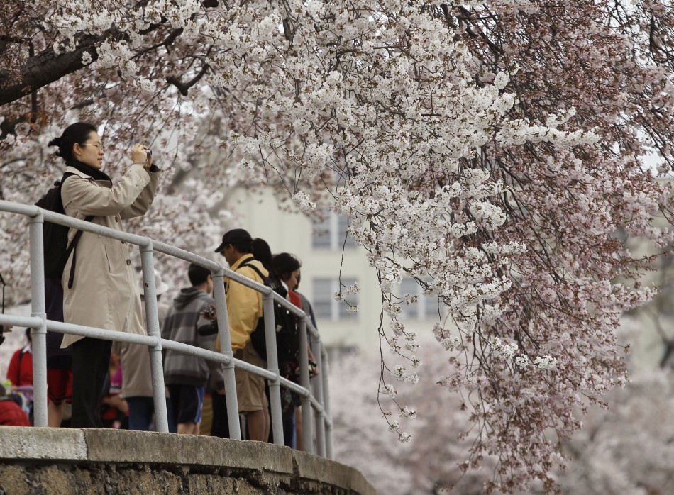 A woman takes a photograph of a cherry blossom tree on the Tidal Basin in Washington