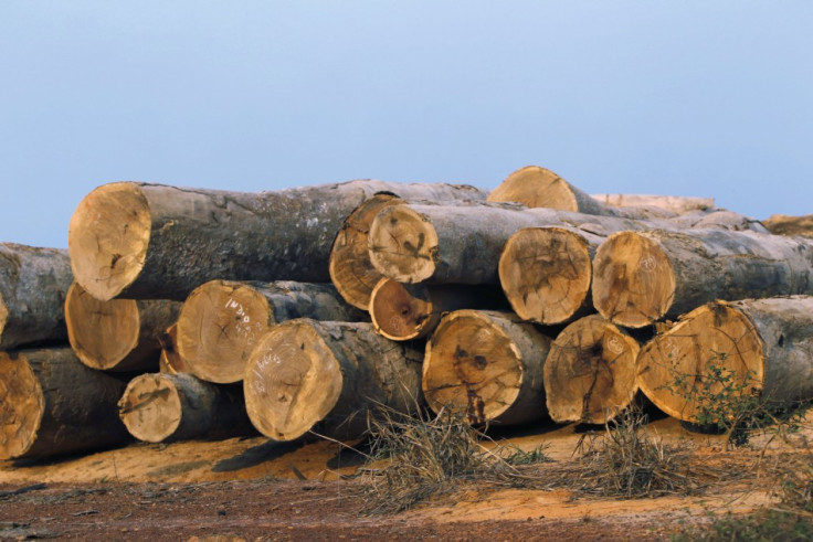 illegal logging