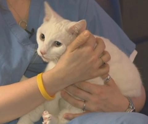 Vet accidentally euthanises pet cat instead of giving it routine rabies ...