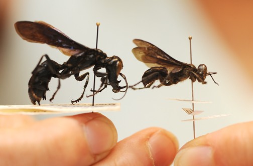 King Of Wasp Discovered In Indonesia