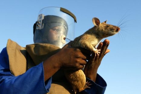 Gambian pouch rats