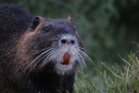 Coypu/Nutria