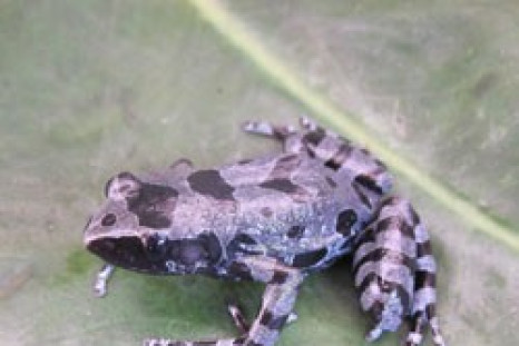 Bururi Long-Fingered Frog Rediscovered