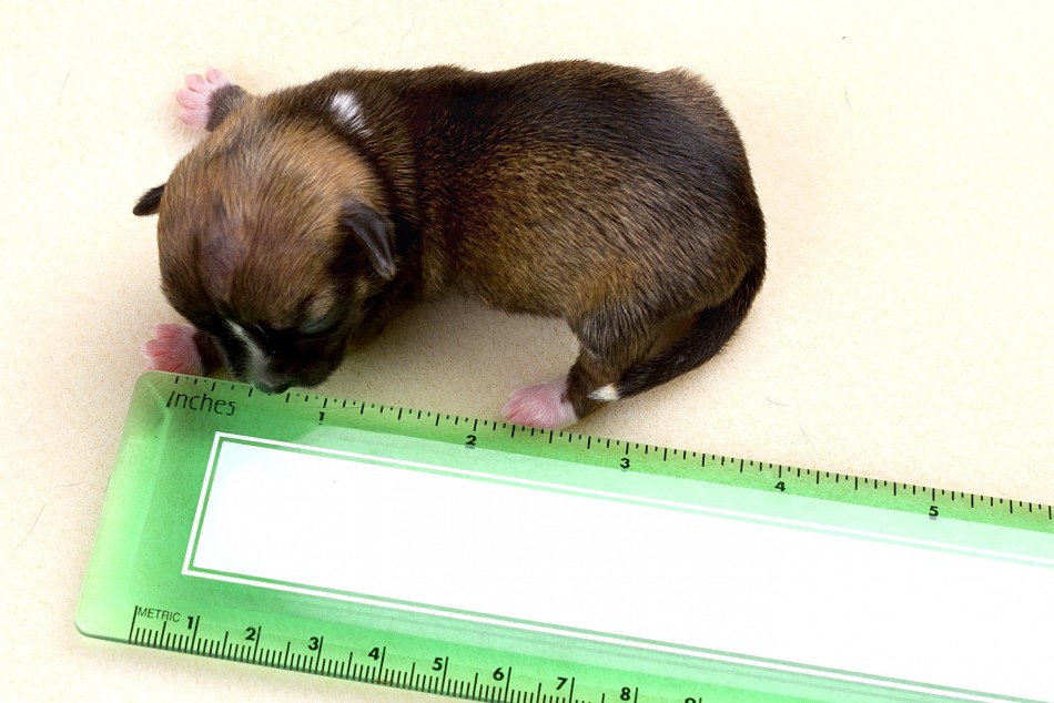 Handout of Beyonce, a Dachshund mix female puppy, sitting next to a ruler