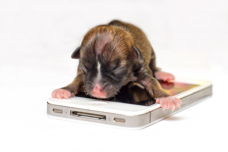 Handout photo shows Beyonce, possibly the worlds smallest dog, on an iPhone