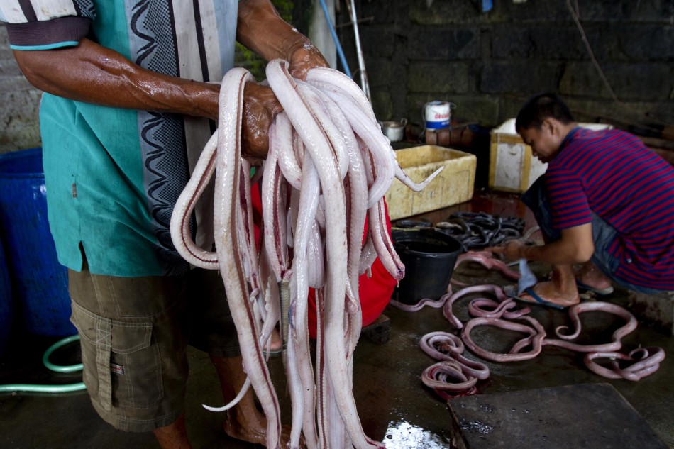 A worker holds cobra meat after the snakes have been stripped of their skins, at a Chinese restaurant in the ancient city of Yogyakarta