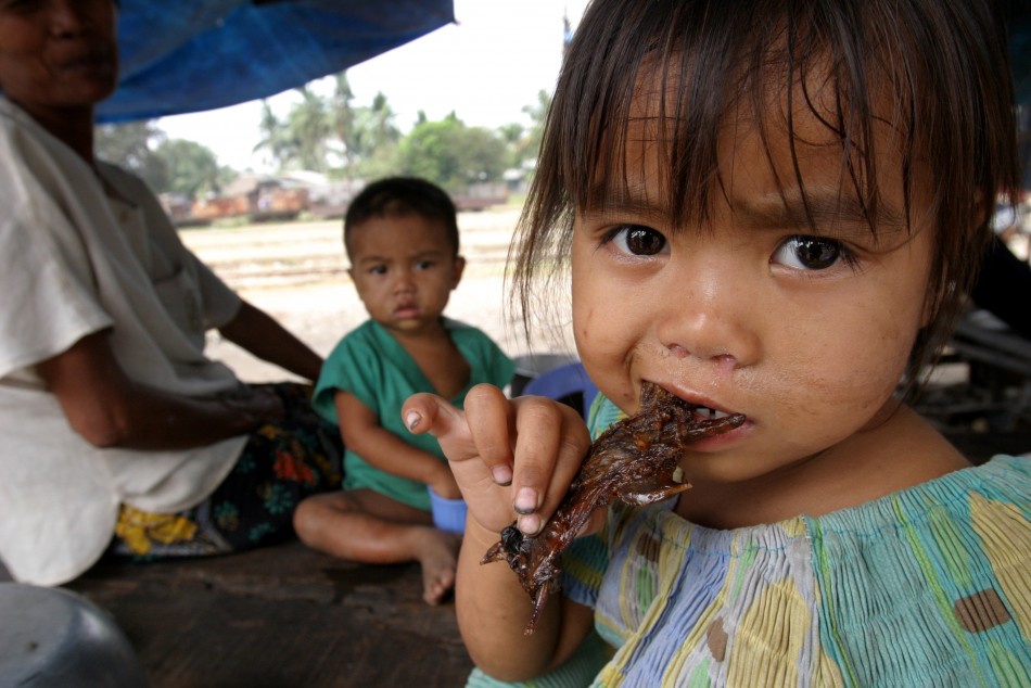 San Smey, 4, eats a piece of roasted rat in the provincial town of Battambang, 290 km 181 miles northwest of the capital Phnom Penh February 19, 2004.