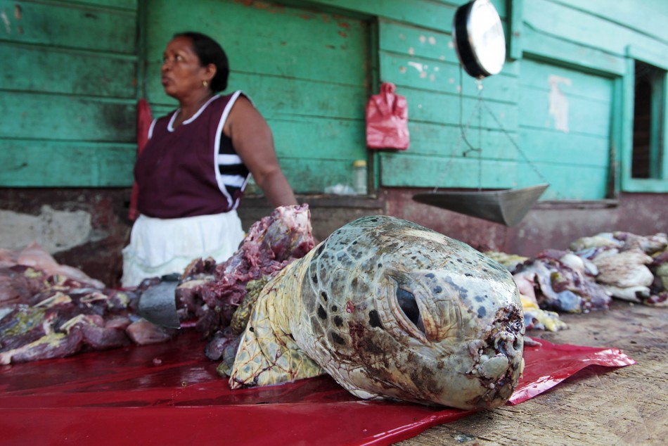 Turtle Meat  An indigenous Miskito woman sells turtle meat at a town market in Puerto Cabezas, along Nicaraguas Caribbean coast August 25, 2010. Around five hundred turtles are sold for food per month in the port. The going rate for turtle meat is appro