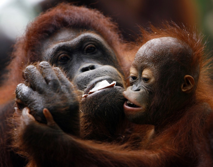 Sumatran orangutans