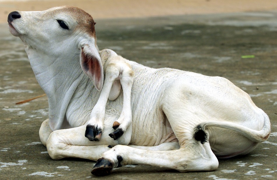 A six-legged Cambodian cow