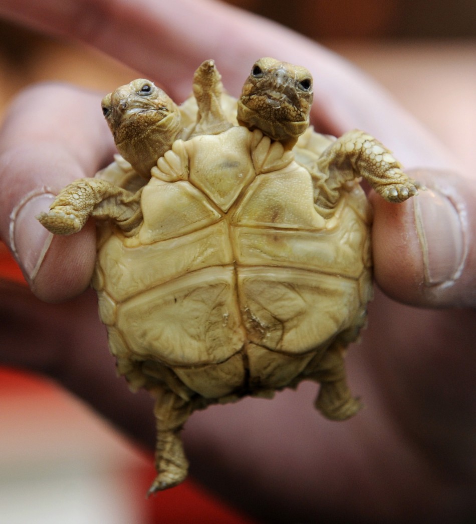 Meet a Six-Legged Wonder and Other Weird Deformed Animals [PHOTOS]