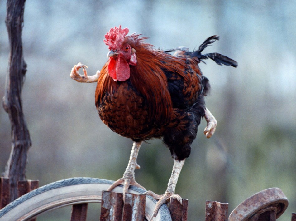 Four-leg cock