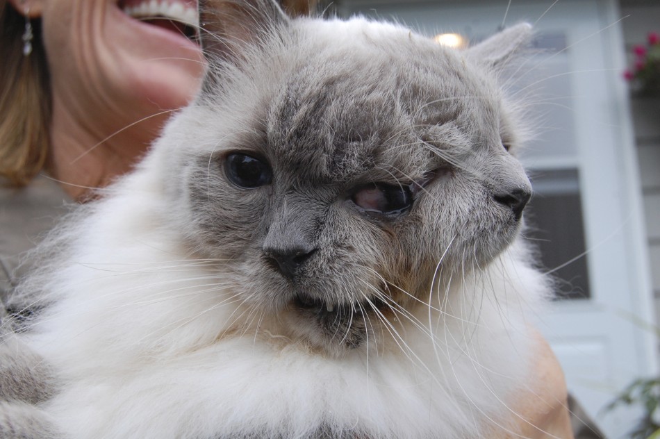 Cat with two faces