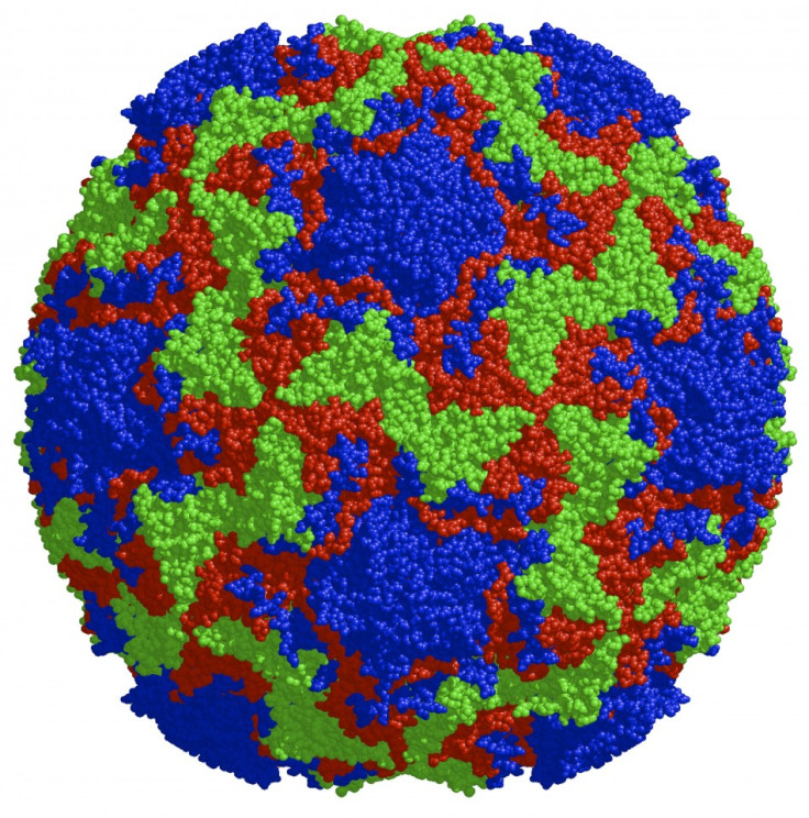 Structure of the human rhinovirus capsid