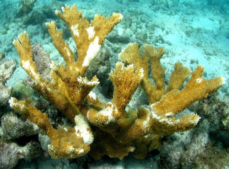 Coral Reefs Disappeared for 2500 Years Due to Climatic Shifts