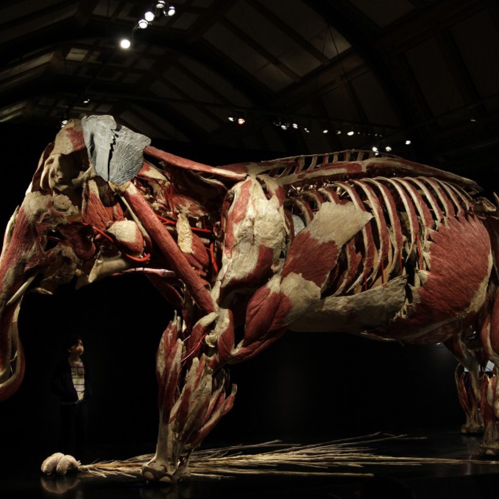 Gunther Von Hagens Plastination News Von Hagen Model
