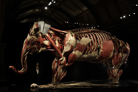 Animals Inside Out: Gunther von Hagen Showcases Exclusive Plastinated Specimens