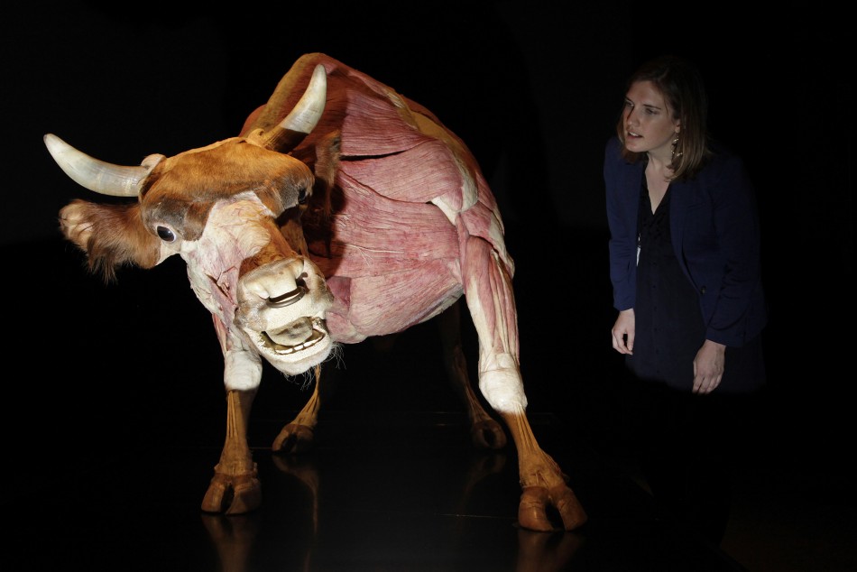Animals Inside Out Gunther von Hagen Showcases Exclusive Plastinated Specimens
