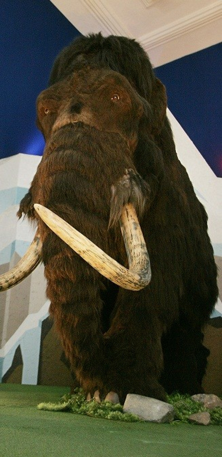 Humans Could Have Killed Woolly Mammoths
