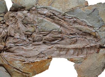 New Species of T-Rex Discovered